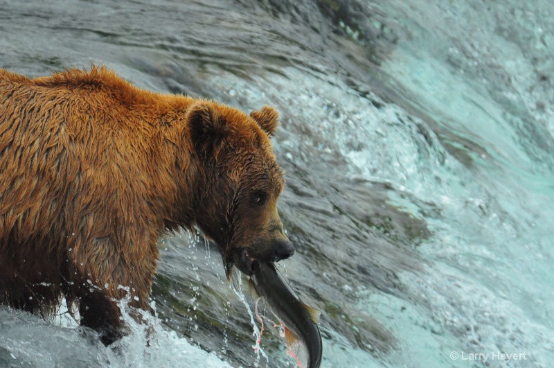 Brown Bear at Katmai National Park Alaska - ID: 13149981 © Larry Heyert