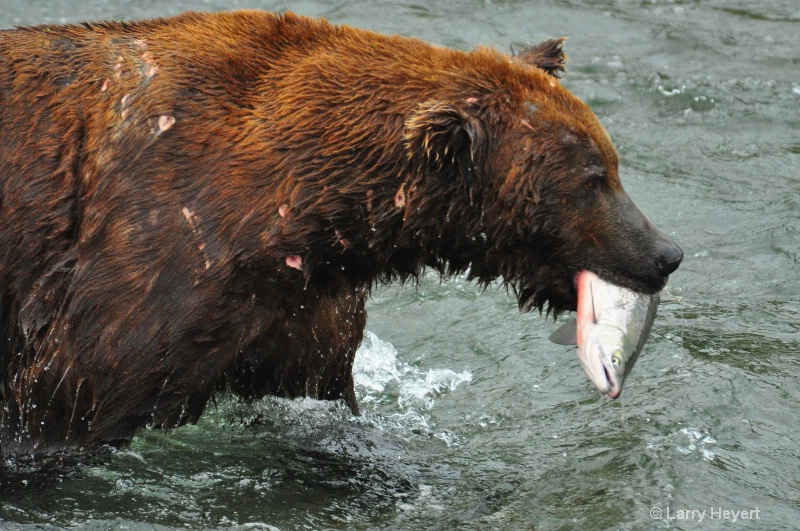 Brown Bear at Katmai National Park Alaska - ID: 13149990 © Larry Heyert