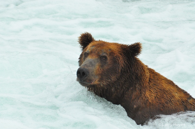 Brown Bear at Katmai National Park Alaska - ID: 13149991 © Larry Heyert