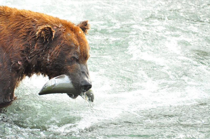 Brown Bear at Katmai National Park Alaska - ID: 13149993 © Larry Heyert