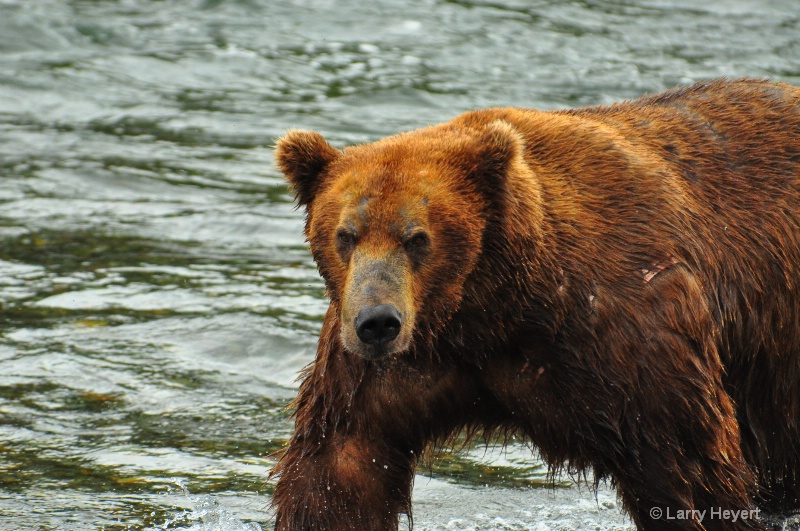 Brown Bear at Katmai National Park Alaska - ID: 13149996 © Larry Heyert
