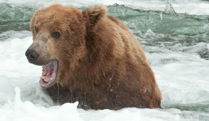 Brown Bear at Katmai National Park Alaska - ID: 13149998 © Larry Heyert