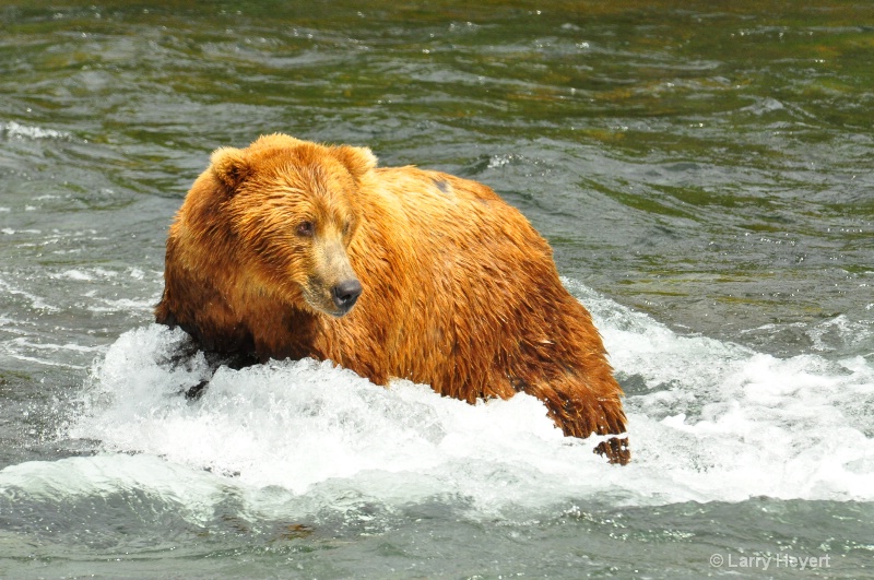 Brown Bear at Katmai National Park Alaska - ID: 13150009 © Larry Heyert