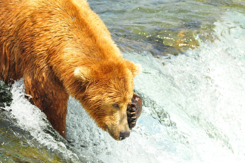 Brown Bear at Katmai National Park Alaska - ID: 13150037 © Larry Heyert