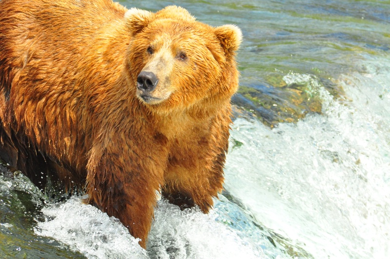 Brown Bear at Katmai National Park Alaska - ID: 13150051 © Larry Heyert