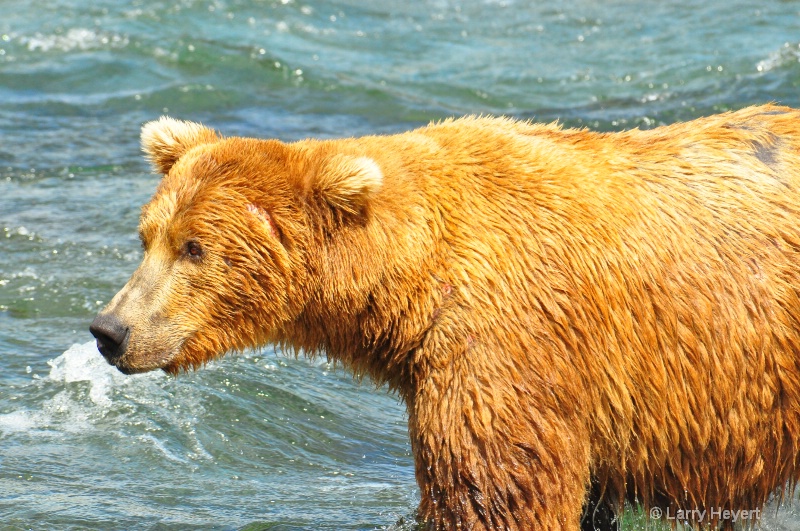 Brown Bear at Katmai National Park Alaska - ID: 13150066 © Larry Heyert