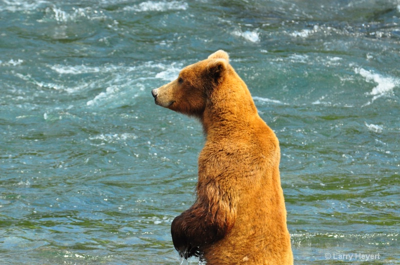 Brown Bear at Katmai National Park Alaska - ID: 13150079 © Larry Heyert