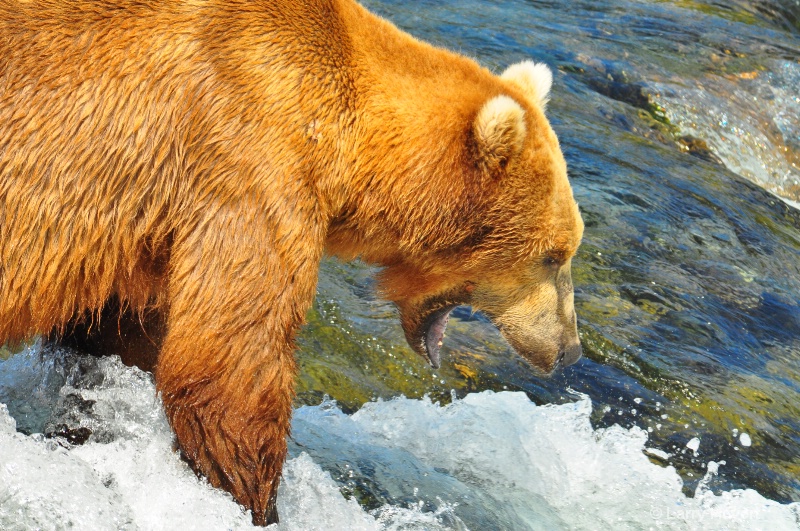 Brown Bear at Katmai National Park Alaska - ID: 13150105 © Larry Heyert