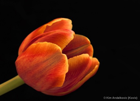 Colourful Tulip