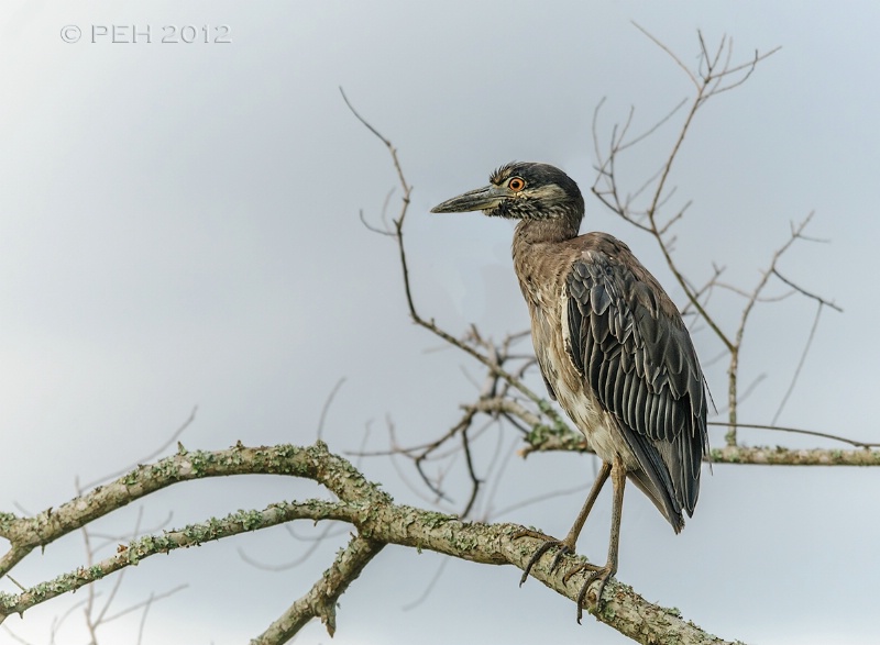 Juvenile Yellow Crowned Night Heron 