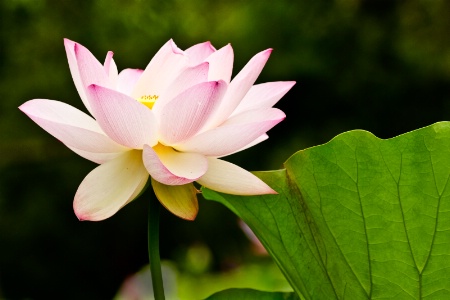 Lovely Lotus