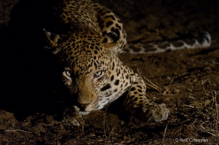 Leopard at night