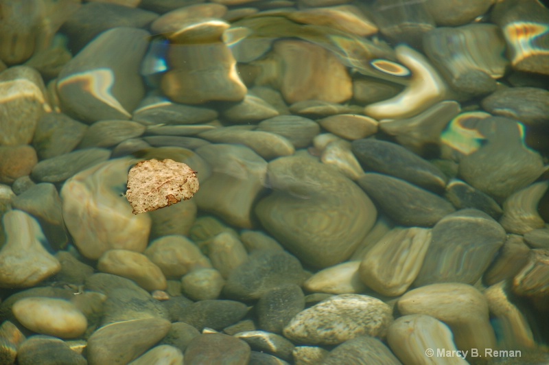 leaf on water