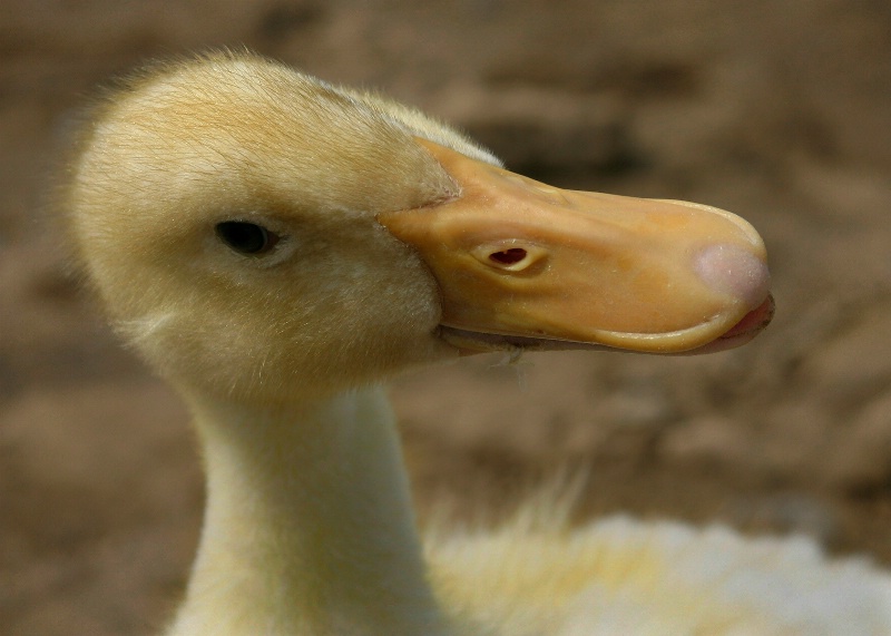 Young Duckling