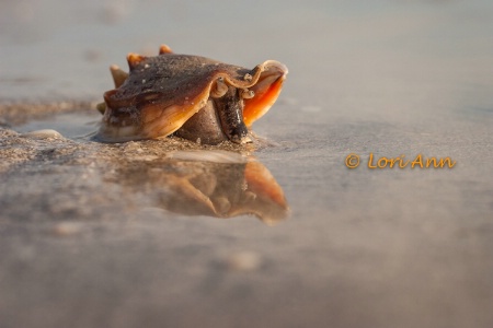 ...Who Is The Fairest Conch Of Them All? ;)