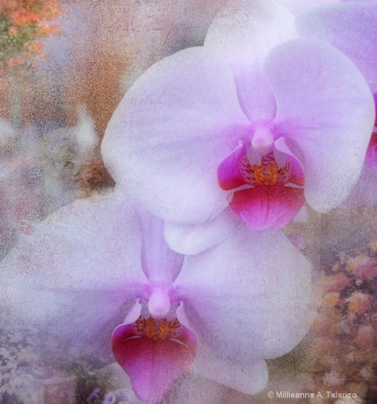 Summer Orchids