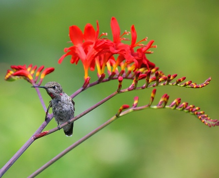 Anna's Hummingbird and Crocosmia