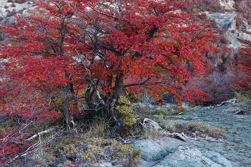 Red lenga shrub