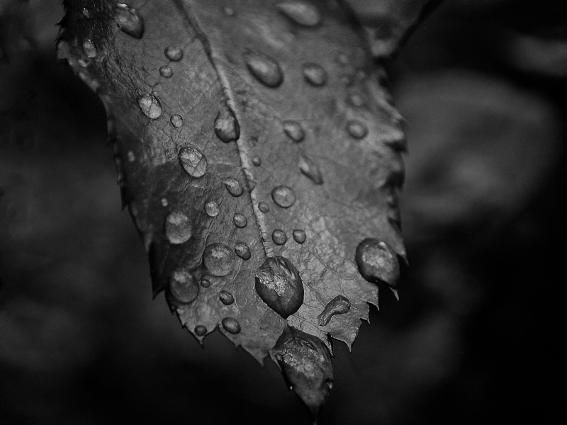 Weeping leaf