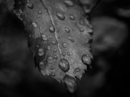 Weeping leaf