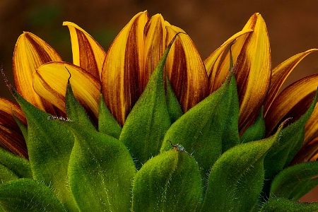 Sunflower Sunrise