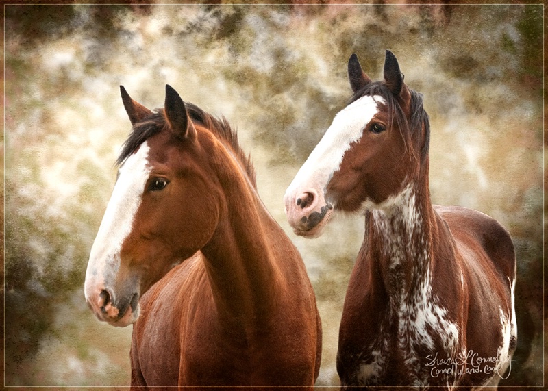 Young Clydesdales