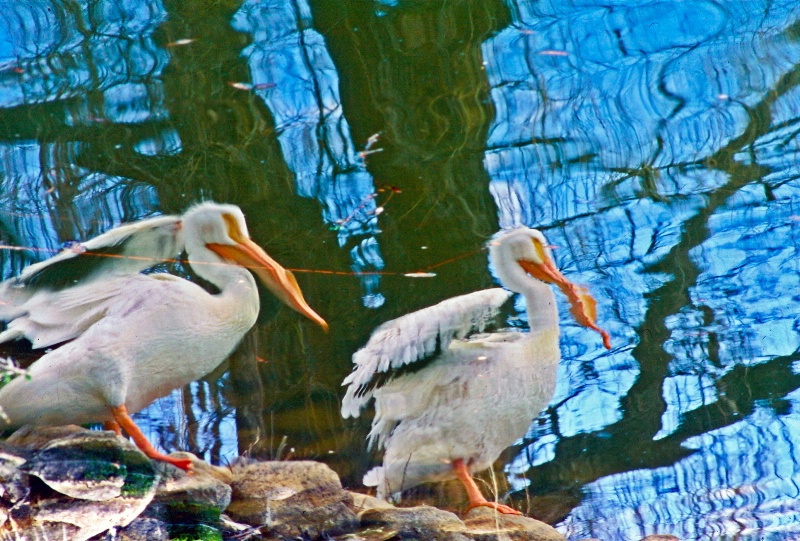 Pelican  Reflection