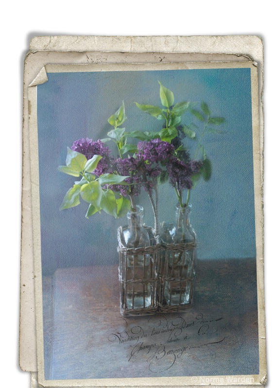 French Lilacs