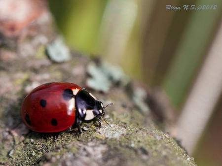 Ladybug