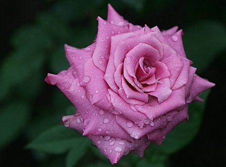 Rainy Rose