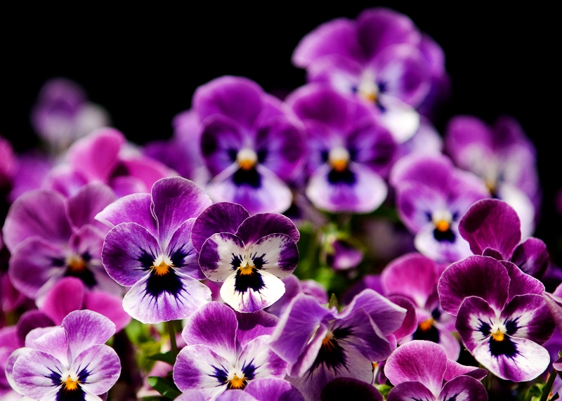 Pansies