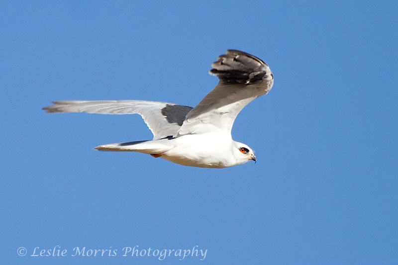 White Tailed Kite - ID: 13153717 © Leslie J. Morris