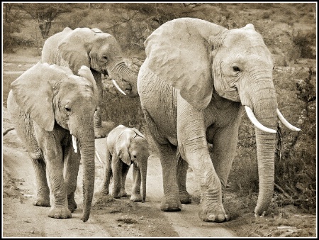 Family Stroll