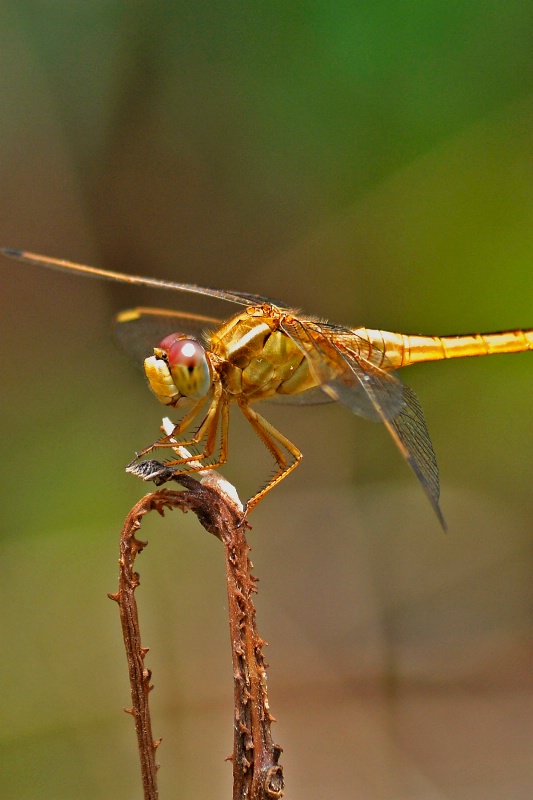 Dragonfly