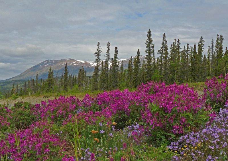 The Yukon in Bloom