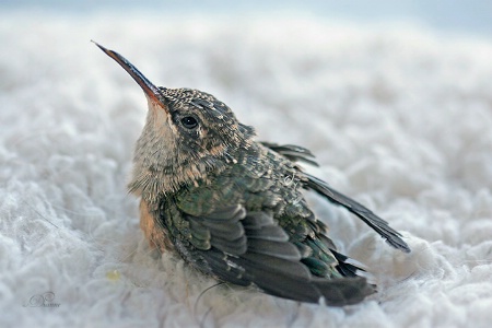 Fledgling Hummingbird