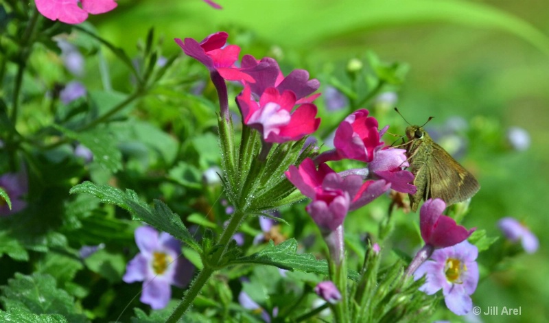Greenish-Brown Butterfly