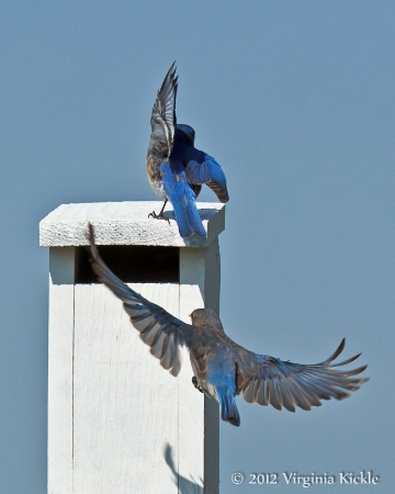Bluebird Pair 