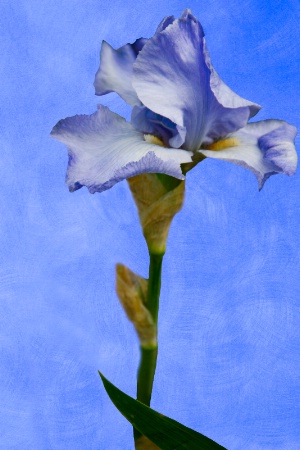 Summer's Iris