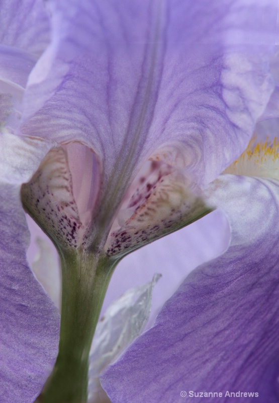 Iris Beauty - ID: 13154971 © Suzanne Andrews