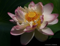 Giant Lotus Flower