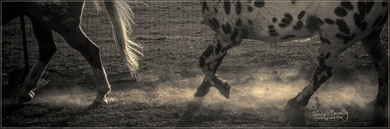 CANTER.....