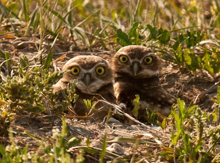 twin burrowing owls peeking at you