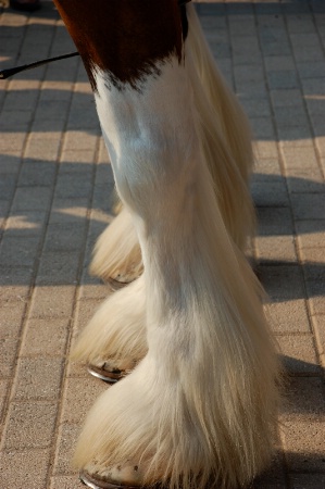 Clydesdale Feet