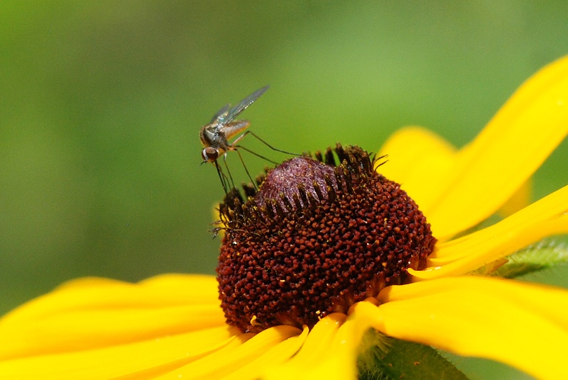 fly on brown susan