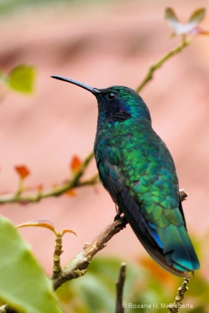 Violet ear Hummingbird