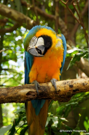 Macaw