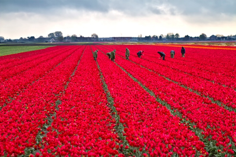 Rained Red Field