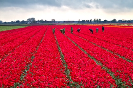 Rained Red Field