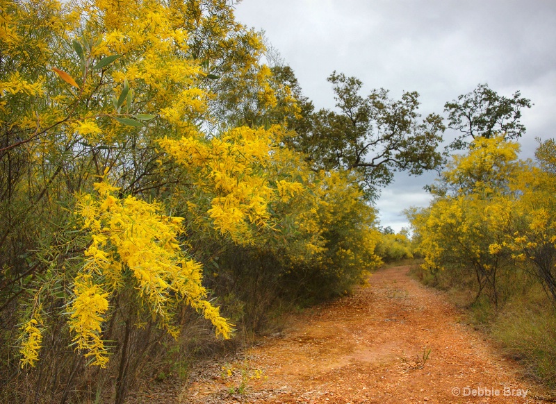 Wattle 